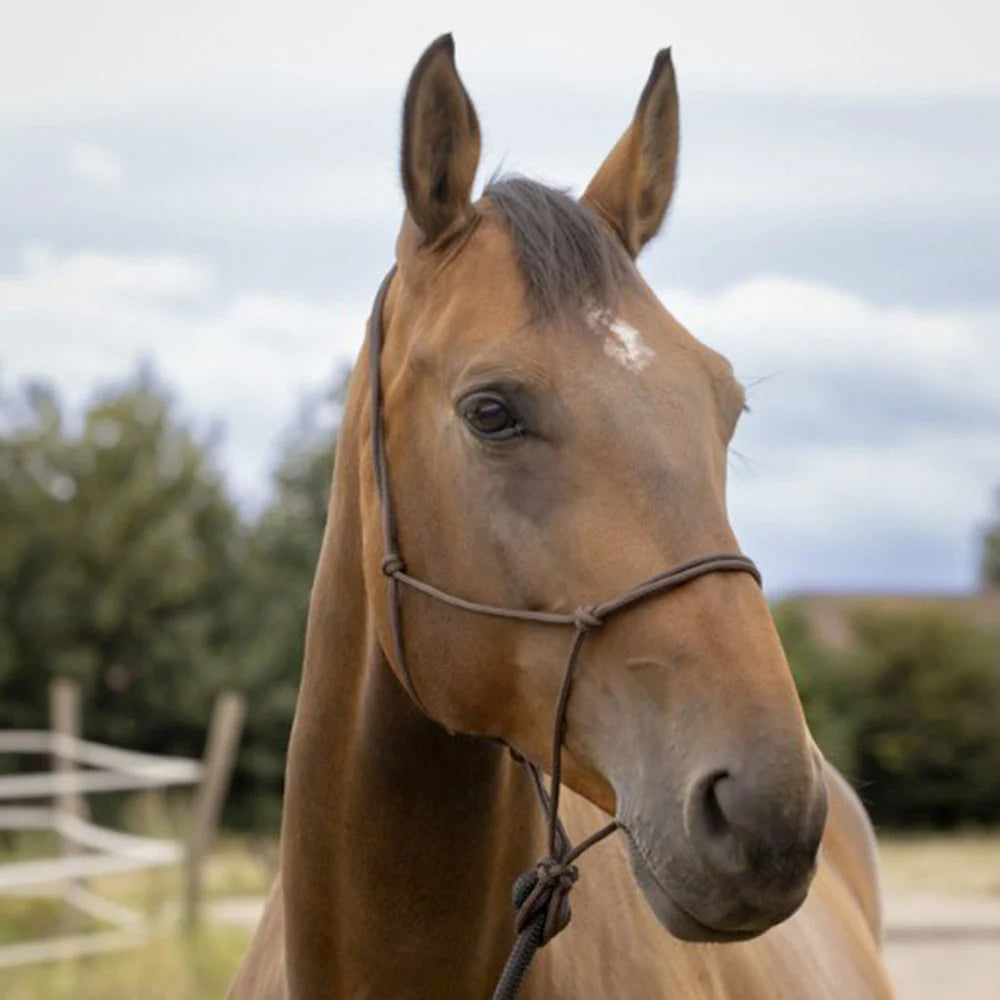 Norton Soft Ethological Headcollar