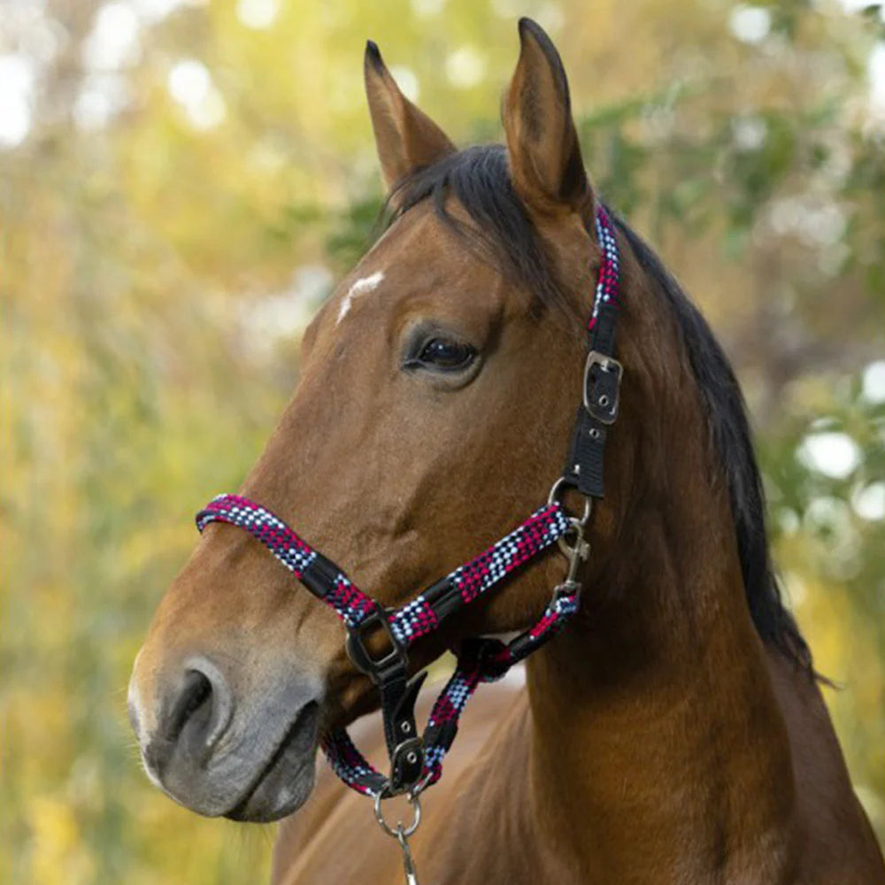 Norton Tressé Headcollar + Lead Rope