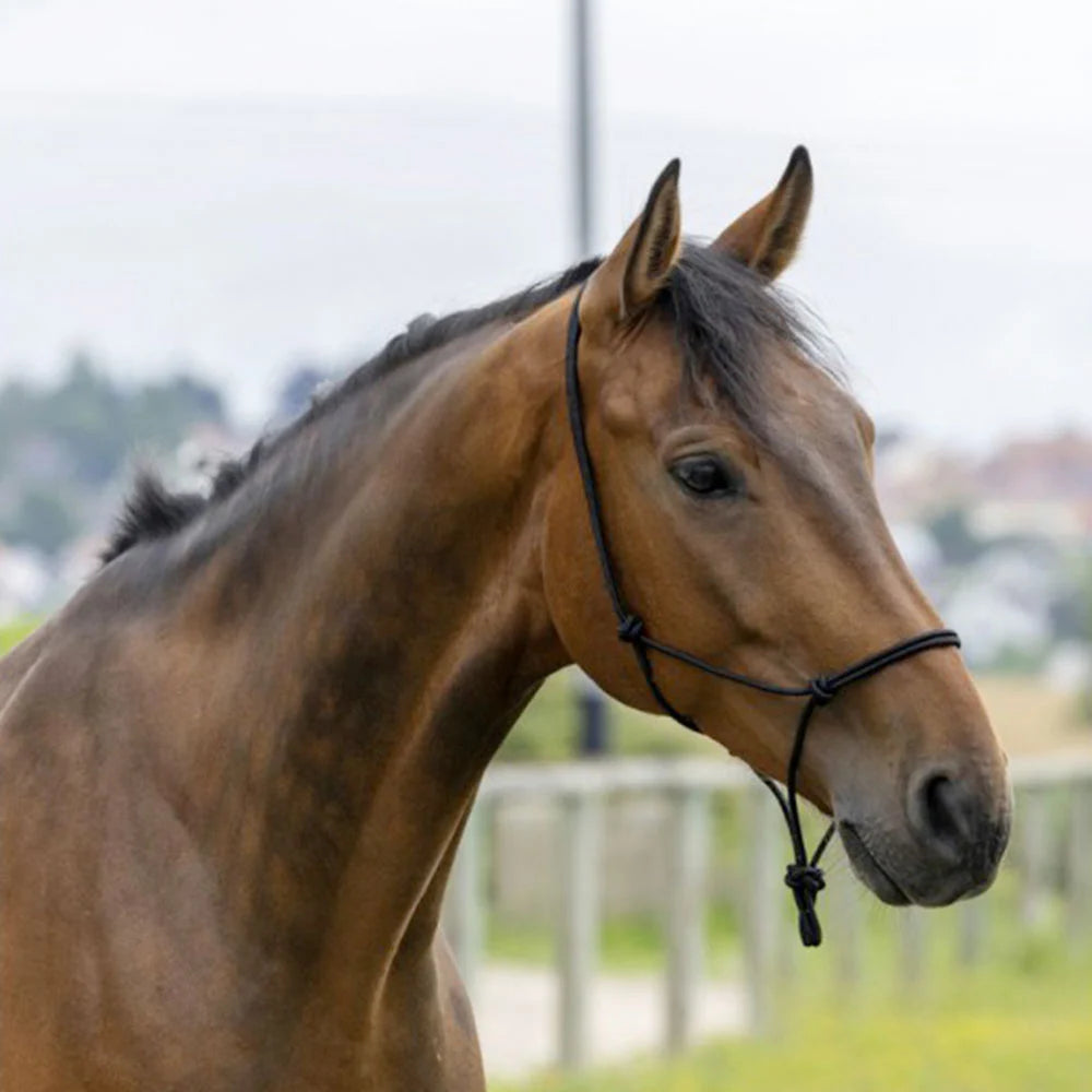 Riding World Fine Ethological Headcollar